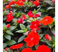 Semi di Impatiens balsamina, semi di balsamo dell'Himalaya, per luoghi soleggiati copertura del terreno decorazione da giardino per esterni da 300pcs