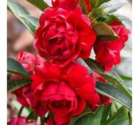 semi di impatiens giardino, balcone impatiens semi di per balcone per l' Decorazioni autunnali un giardino resistente 225semi