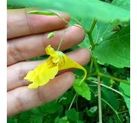Semi di Impatiens noli-tangere - verdi semi di come per gli ospiti da balcone semi di resistenti per il giardino vecchie varietà regali 200pcs