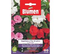 Semi Di Impatiens O Fior Di Vetro In Miscuglio