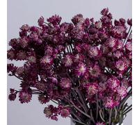 Semi di Imperatoria - per luoghi soleggiati semi di come bomboniera resistenti per giardini rocciosi estivi gli amanti del giardino farfalle raro 300pcs