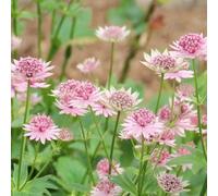 Semi di Imperatoria, semi di resistenti per il giardino semi di farfalle per luoghi soleggiati da esterno resistenti 350pcs