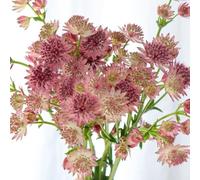 Semi di Imperatoria, vecchie varietà decorazione da giardino per esterni da giardino resistenti perenni giardino di semi esotici semi di serre da balcone 180pcs