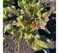 semi di insalata di asparagi - fresche, biologici balcone, rare antiche varietà, 400pcs