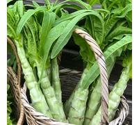 semi di insalata di asparagi - fresche, biologici, perenni resistenti all'inverno, antiche varietà 800pcs