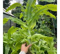 semi di insalata di asparagi - varietà antiche, fresche, biologici da balcone, 100pcs