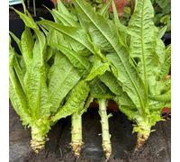 semi di insalata di asparagi - varietà antiche, tappezzanti, perenni resistenti, balcone del giardino 150pcs