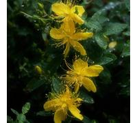 Semi di iperico biologici, estivi Hypericum perforatum, rare balcone con aiuola di aromatiche prodotti sostenibili semi resistenti per il giardino per 350pcs