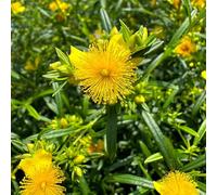 Semi di iperico biologici, per luoghi soleggiati Hypericum perforatum, semi di aromatiche da balcone selvatiche resistenti per il giardino balcone 300pcs