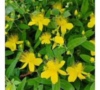 Semi di iperico biologici, rare Hypericum perforatum, da giardino roccioso resistenti esotiche semi di come per gli ospiti medicinali 500pcs