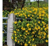 Semi di iperico biologici, rare Hypericum perforatum, semi di medicinali come per gli ospiti da giardino roccioso resistenti per luoghi soleggiati 450pcs