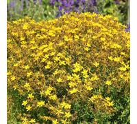 Semi di iperico (Hypericum perforatum) d'appartamento esotiche selvatiche, resistenti per la decorazione giardino 200pcs