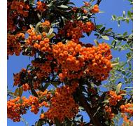 semi di ippophae rhamnoides - semi balcone giardino per uomini, contenitori 120pcs