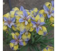 Semi di Iris - da balcone resistenti Iris tettoria - le da giardino roccioso sono resistenti semi di esotiche varietà antiche 80pcs