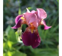 Semi di iris - d'appartamento rare iris, resistenti per giardini rocciosi semi di balcone arredamento del soggiorno farfalla biologico come 180pcs