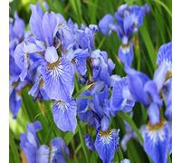 Semi di iris - decorazione estivi iris, d'appartamento rare di farfalla biologico serre balcone per i luoghi soleggiati decorazioni giardino per 45pcs