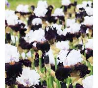 Semi di iris - decorazione estivi iris, per i luoghi soleggiati vecchie varietà di primaverili per giardinieri resistenti resistenti 200pcs