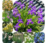 Semi di iris - decorazioni giardino per esterni iris, semi di come bomboniera per giardinieri selvatici esotici i luoghi soleggiati 75pcs