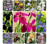 Semi di iris, Iris tectorum, balcone Gli iris sono perenni resistenti, giardino roccioso sono di rare 300pcs