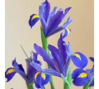 Semi di iris, Iris tectorum, balcone resistenti Gli iris sono perenni resistenti, rare da giardino, biologici autunnali, 500pcs