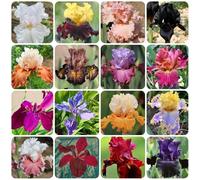 Semi di iris, Iris tectorum, campo perenni resistenti Gli iris sono perenni resistenti, autunnali, 150pcs