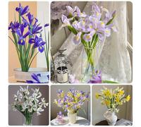 Semi di iris, Iris tectorum, giardino roccioso sono resistenti Gli iris sono perenni resistenti, comprare di iris da balcone, 50pcs