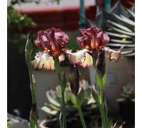 Semi di iris, Iris tectorum, recisi Gli iris sono perenni resistenti, giardino roccioso sono resistenti decorazione 200pcs