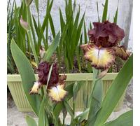 Semi di iris - per giardinieri iris, semi di balcone come bomboniera esotici resistenti per giardini rocciosi vecchie varietà primaverili 160pcs