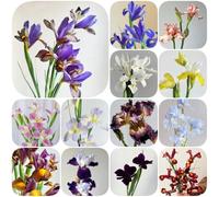 Semi di iris - resistenti iris, semi di balcone farfalla biologico vecchie varietà primaverili decorazione 100pcs
