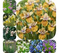 Semi di iris - resistenti per giardini rocciosi iris, d'appartamento rare semi di come bomboniera decorazione estivi per i 75pcs