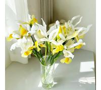 Semi di iris - resistenti per giardini rocciosi iris, di esotici per i luoghi soleggiati semi selvatici farfalla biologico balcone decorazioni 300pcs