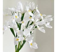 Semi di Iris - semi di esotiche Iris tettoria - da balcone semi esotici varietà antiche biologici Le da giardino 150pcs