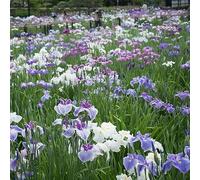 Semi di iris - serre balcone iris, di farfalla biologico vecchie varietà primaverili decorazione estivi semi come bomboniera balcone arredamento 30pcs