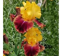 Semi di Iris tectorum da balcone resistenti Gli iris sono perenni resistenti, comprare di iris to Le sono perenni 250pcs