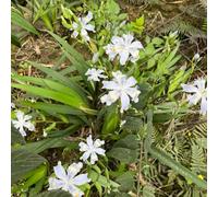 Semi di Iris tectorum esotici Gli iris sono perenni resistenti, rustiche per balconi di perenni resistenti Le da giardino sono 350pcs