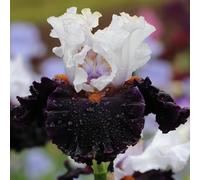 Semi di Iris tectorum Le sono perenni resistenti Gli iris sono perenni resistenti, autunnali, rare da balcone 80pcs