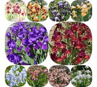 Semi di iris - vecchie varietà di primaverili iris, semi balcone arredamento del soggiorno resistenti per giardini rocciosi 50pcs