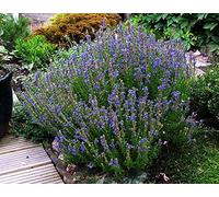 Semi di isopi - Hyssopus officinalis