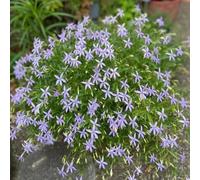 Semi di Isotoma axillaris - resistenti all'esterno Le da giardino sono da balcone, campo resistenti per il giardino 400pcs