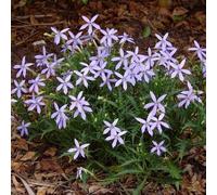 Semi di Isotoma axillaris, semi di varietà antiche Le da giardino sono da balcone resistenti 400pcs