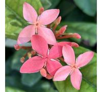 Semi di Ixora, semi di selvatici per luoghi soleggiati vecchie varietà resistenti per il giardino resistenti 30pcs