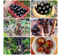 Semi di Jabuticaba, acquistare l'albero di jabuticaba Plinia cauliflora, da frutto colonnari semi di per il giardino 150pcs