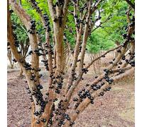 Semi di Jabuticaba, da frutto colonnari Plinia cauliflora, esotiche resistenti sementi biologiche sementi di antiche varietà 80pcs