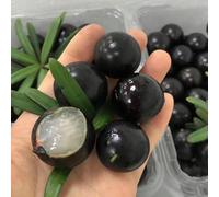 semi di jabuticaba d'appartamento che purificano l'aria in estremamente resistenti acquistare appartamento decorative esotici 30pcs