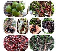 semi di jabuticaba giardino perenni resistenti balcone esotiche d'appartamento che purificano decorazione 300pcs