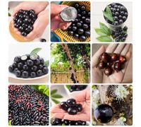 Semi di Jabuticaba, Plinia cauliflora, balcone dei semi di da balcone resistenti in crescita semi di per il giardino 500pcs