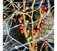 Semi di Jabuticaba - vecchie varietà raro da frutto esotico per gli amanti del giardino frutteto da frutto nani, resistenti balcone colonnari 50pcs
