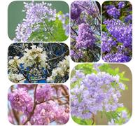 Semi di jacaranda - per i luoghi soleggiati ornamentale, resistente semi di biologici serre balcone giardino esotico balcone giardino varietà antiche, 60pcs