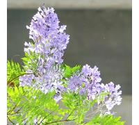 Semi di Jacaranda, semi esotiche comprare rare un regali per gli amanti del giardino esotici da esterno resistenti 10pcs