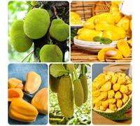 semi di jackfruit, le sono resistenti Artocarpus heterophyllus, semi di per il giardino biologici 25pcs